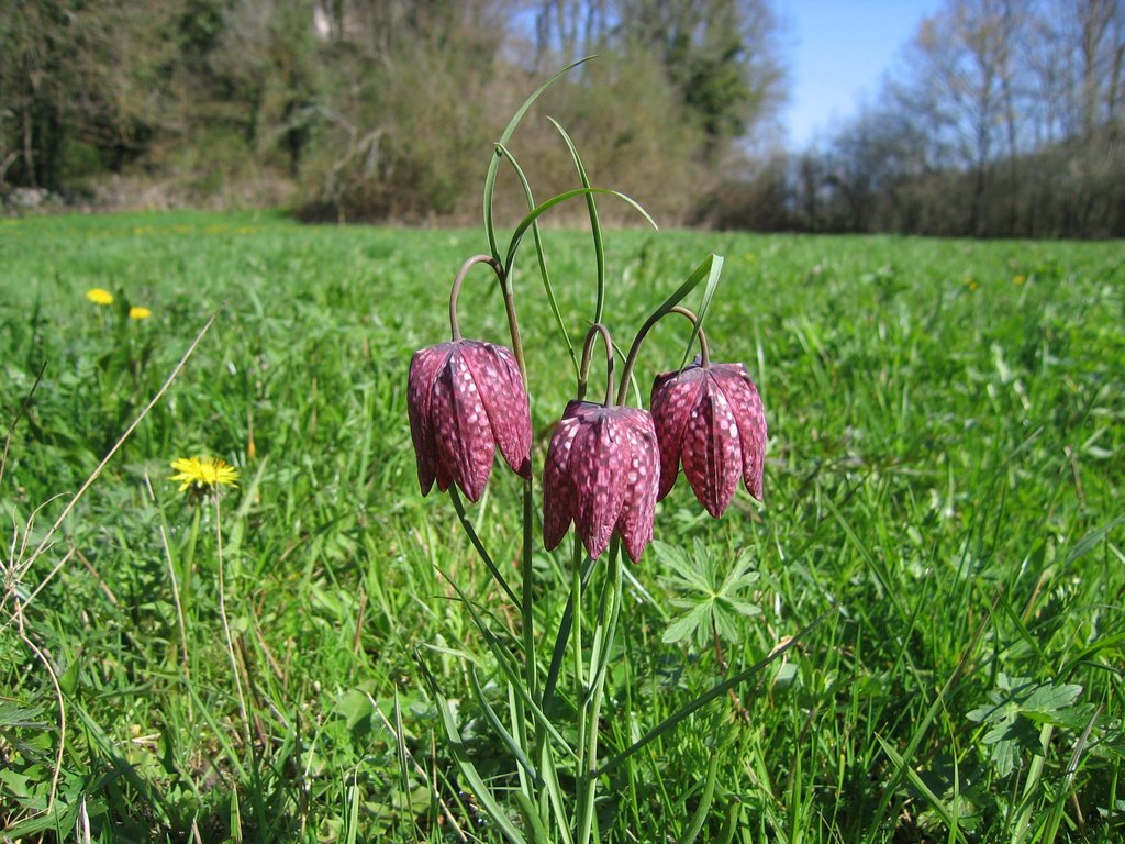 Fritillaria meleagris